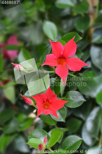 Image of Chilean jasmine Sundaville Red