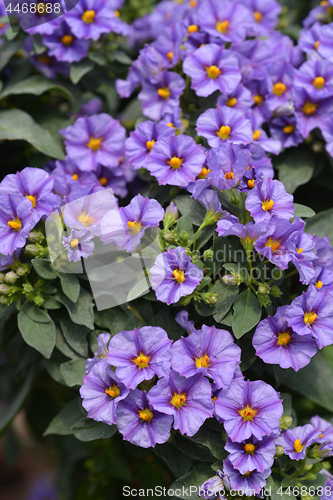 Image of Blue potato bush