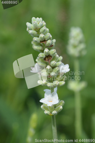 Image of English Lavender Ellagance Ice