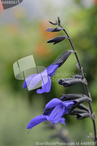 Image of Anise-Scented Sage