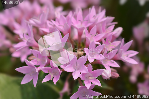 Image of Pink Egyptian star cluster