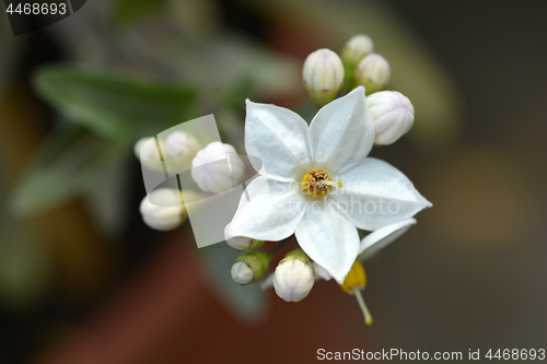 Image of Potato vine