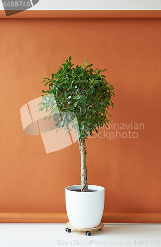 Image of Ficus tree on a brown background