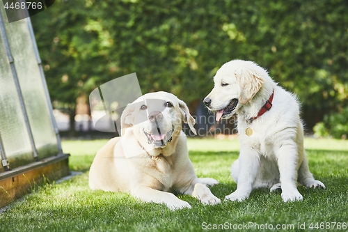 Image of Two playful dogs on garden