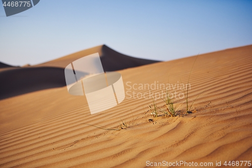 Image of Grass on sand dune