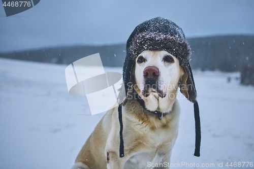 Image of Funny portrait of dog with winter cap