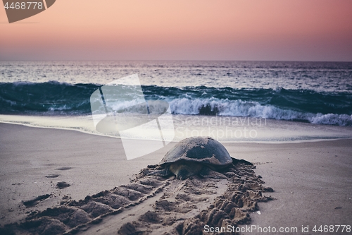 Image of Green turtle heading back to ocean