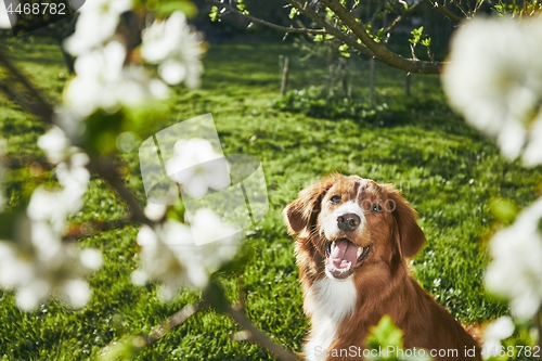 Image of Dog resting on the garden