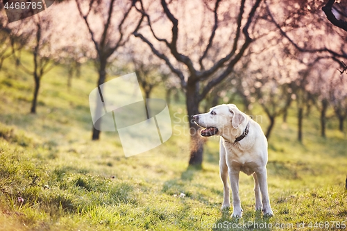 Image of Dog in spring nature