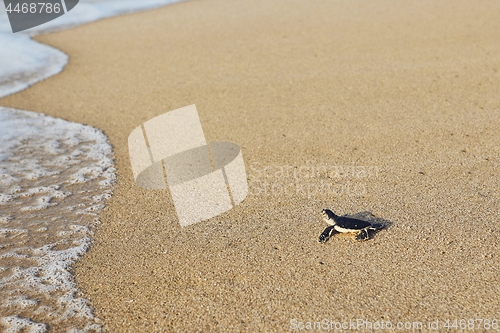 Image of Newborn sea turtle