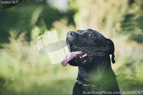 Image of Portrait of cane corso dog