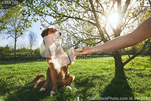 Image of Man holding paw of the his dog