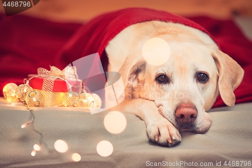 Image of Celebrations with cute dog