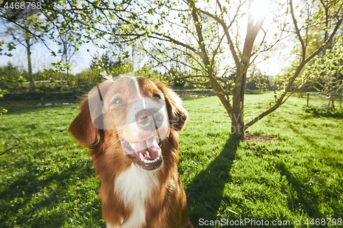 Image of Dog resting on the garden