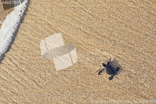 Image of Newborn sea turtle