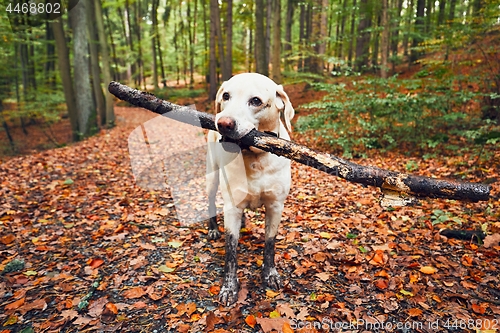 Image of Muddy dog in autumn nature