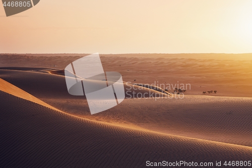 Image of Sand dunes at sunset