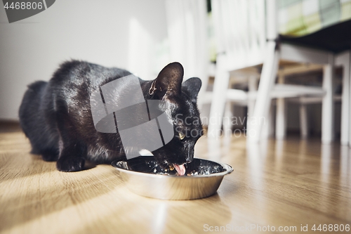 Image of Hungry domestic cat