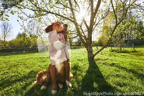 Image of Dog resting on the garden