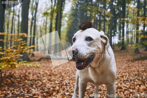 Image of Dog in autumn forest