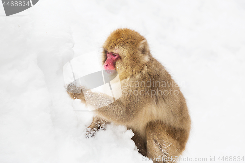 Image of japanese macaque or monkey searching food in snow