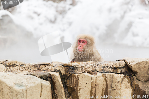 Image of japanese macaque or snow monkey in hot spring