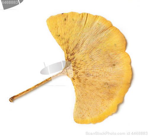 Image of yellow leaf of ginkgo biloba