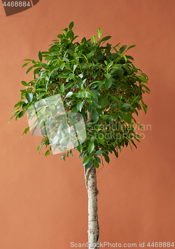 Image of Ficus tree on a brown background