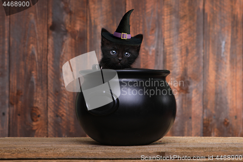 Image of  Kitten Portrait as a Warwick in A Cauldron
