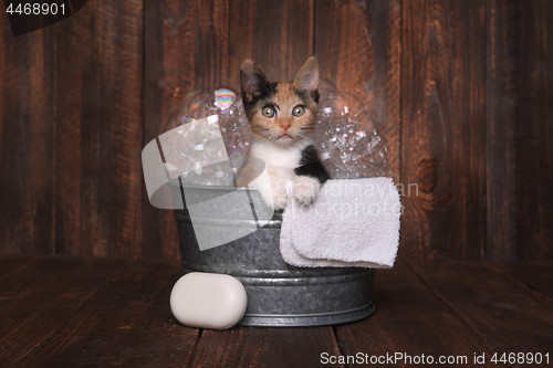 Image of Kittens in Washtub Getting Groomed By Bubble Bath