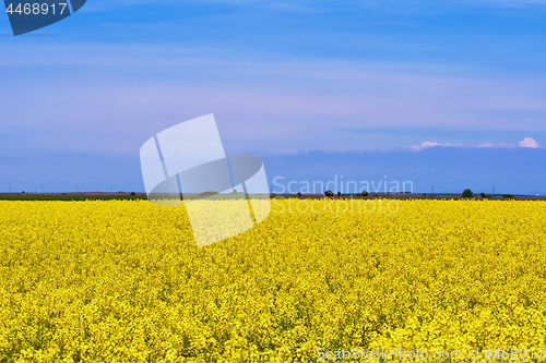 Image of Field of Rapeseed