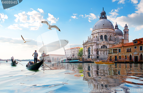 Image of Seagulls and Grand Canal