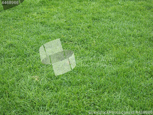 Image of Green grass texture background