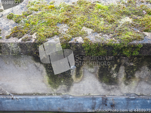 Image of Moss on a concrete wall
