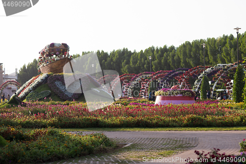 Image of Dubai miracle garden