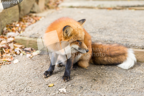 Image of Adorable fox at outdoor