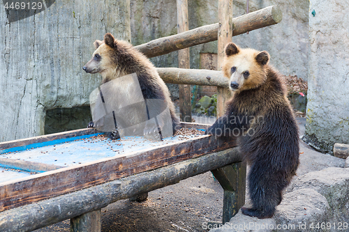 Image of Little brown bear at zoo