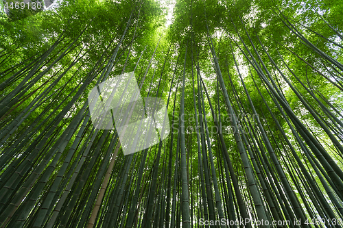 Image of Bamboo Forest in Japan