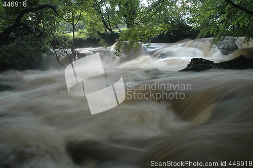 Image of The Salmon Leap