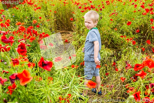 Image of Cute boy in field with red poppies