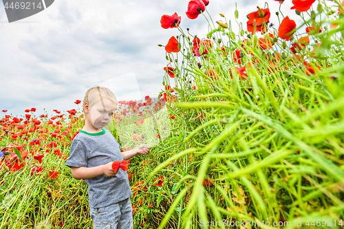 Image of Cute boy in field with red poppies