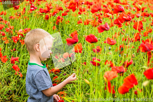 Image of Cute boy in field with red poppies