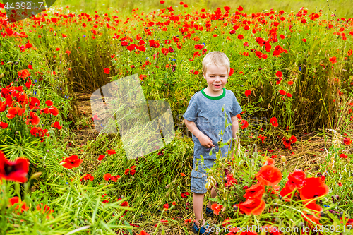 Image of Cute boy in field with red poppies