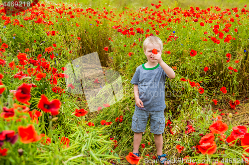 Image of Cute boy in field with red poppies