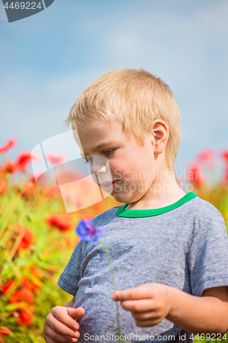 Image of Cute boy in field with red poppies