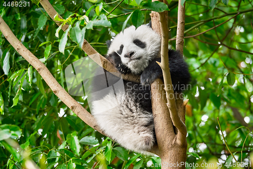 Image of Giant panda bear in China