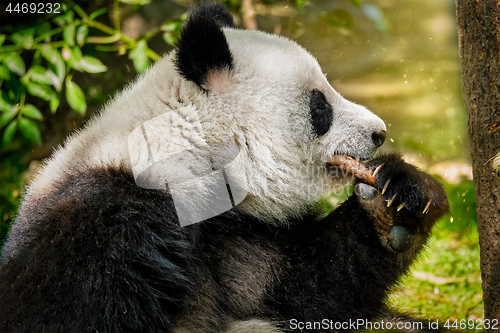 Image of Giant panda bear in China