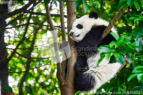 Image of Giant panda bear in China