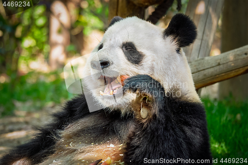 Image of Giant panda bear in China