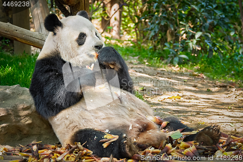 Image of Giant panda bear in China